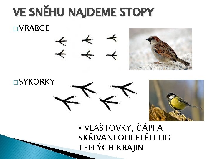 VE SNĚHU NAJDEME STOPY � VRABCE � SÝKORKY • VLAŠTOVKY, ČÁPI A SKŘIVANI ODLETĚLI