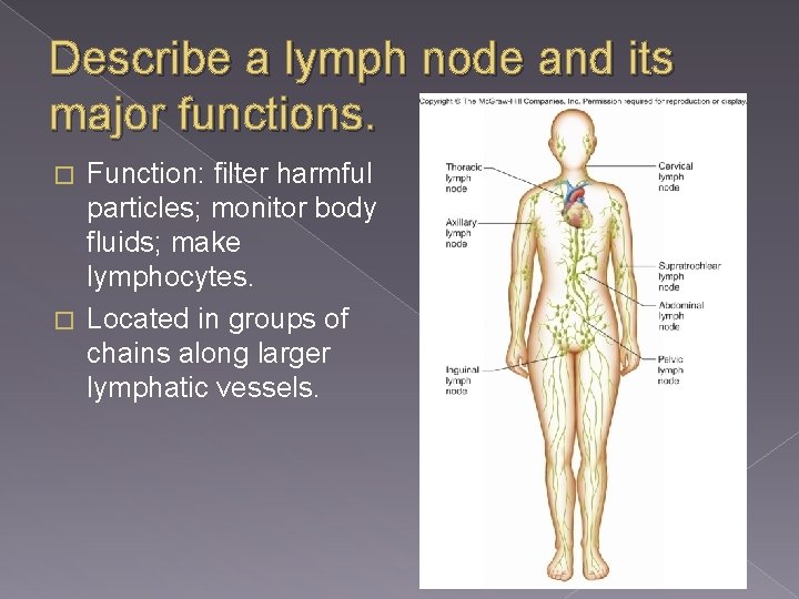 Describe a lymph node and its major functions. Function: filter harmful particles; monitor body