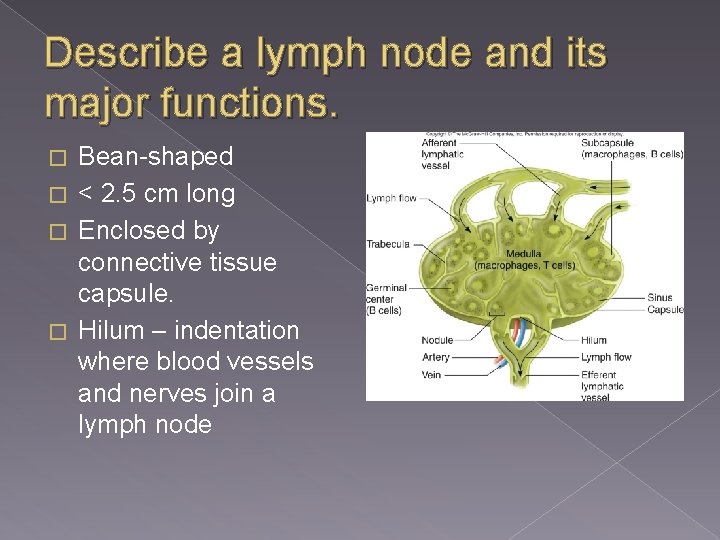 Describe a lymph node and its major functions. Bean-shaped � < 2. 5 cm