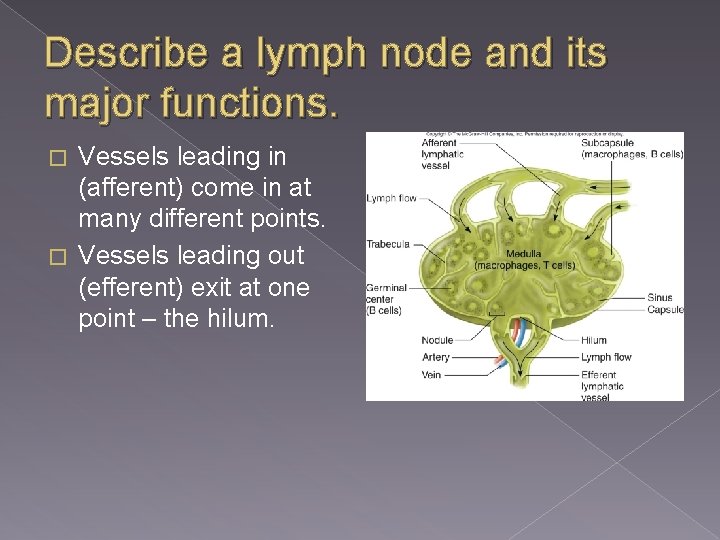 Describe a lymph node and its major functions. Vessels leading in (afferent) come in