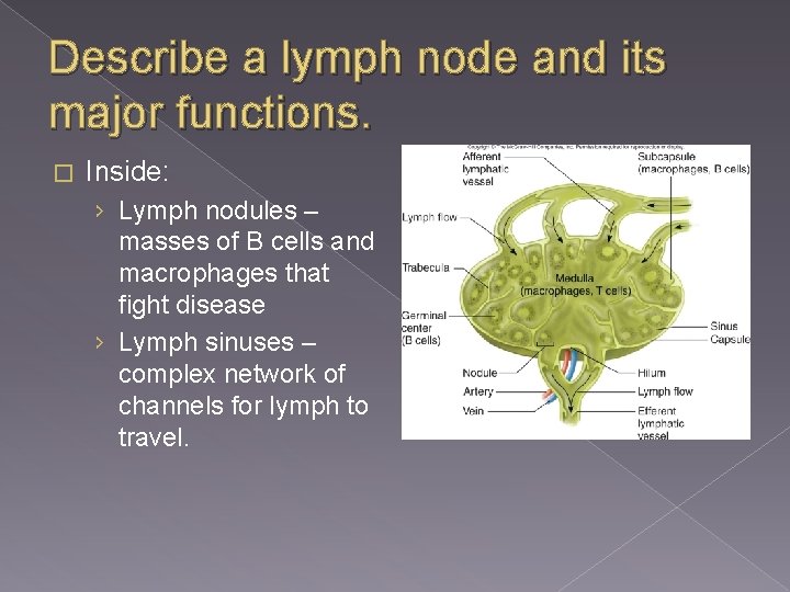 Describe a lymph node and its major functions. � Inside: › Lymph nodules –