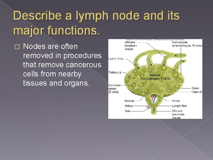 Describe a lymph node and its major functions. � Nodes are often removed in