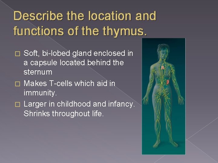Describe the location and functions of the thymus. Soft, bi-lobed gland enclosed in a