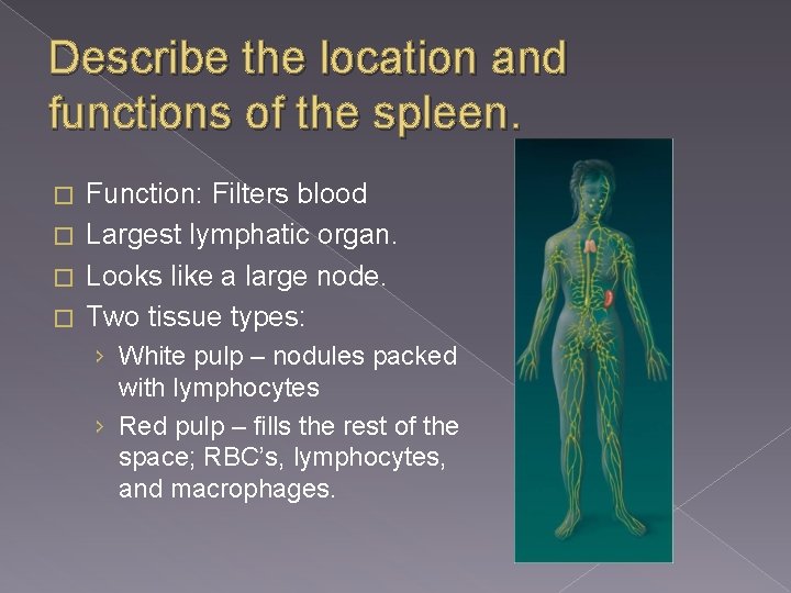 Describe the location and functions of the spleen. Function: Filters blood � Largest lymphatic