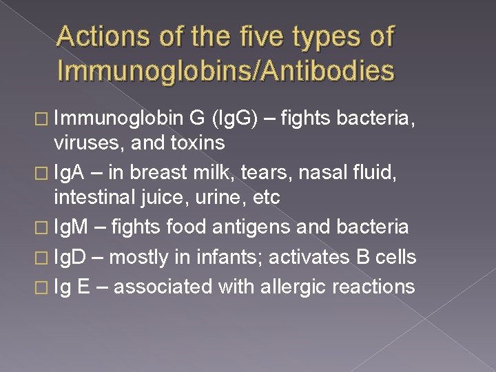 Actions of the five types of Immunoglobins/Antibodies � Immunoglobin G (Ig. G) – fights