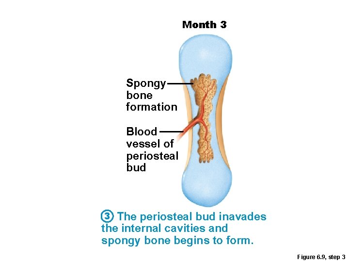 Month 3 Spongy bone formation Blood vessel of periosteal bud 3 The periosteal bud