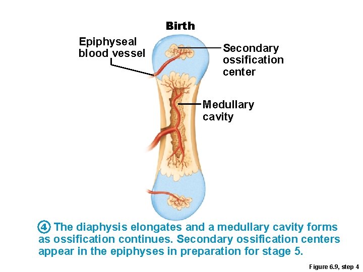 Birth Epiphyseal blood vessel Secondary ossification center Medullary cavity 4 The diaphysis elongates and