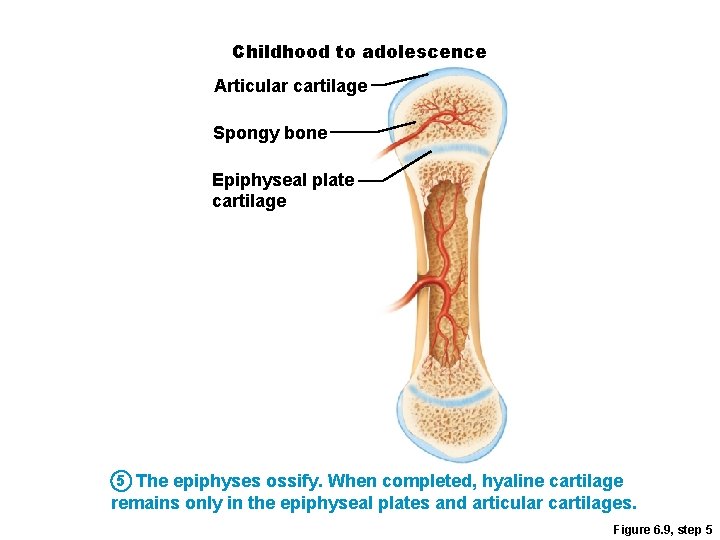 Childhood to adolescence Articular cartilage Spongy bone Epiphyseal plate cartilage 5 The epiphyses ossify.