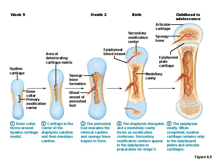 Month 3 Week 9 Birth Childhood to adolescence Articular cartilage Secondary ossification center Epiphyseal