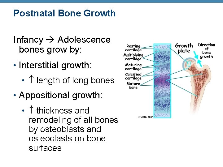 Postnatal Bone Growth Infancy Adolescence bones grow by: • Interstitial growth: • length of