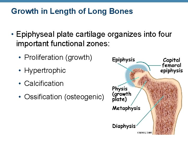 Growth in Length of Long Bones • Epiphyseal plate cartilage organizes into four important