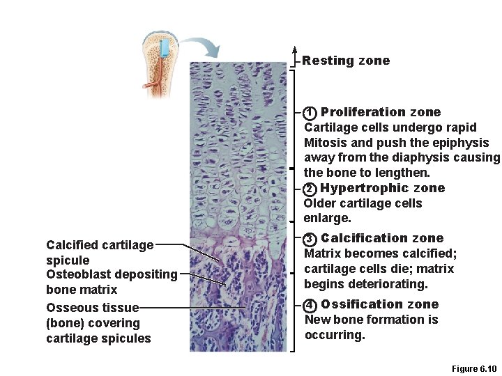 Resting zone Proliferation zone Cartilage cells undergo rapid Mitosis and push the epiphysis away