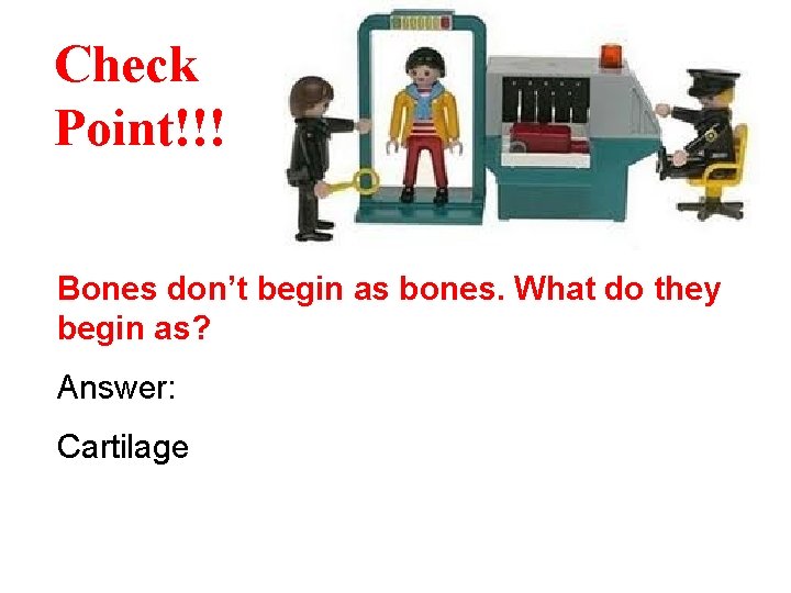 Check Point!!! Bones don’t begin as bones. What do they begin as? Answer: Cartilage