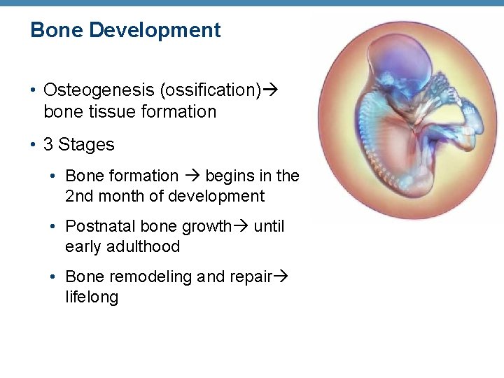 Bone Development • Osteogenesis (ossification) bone tissue formation • 3 Stages • Bone formation