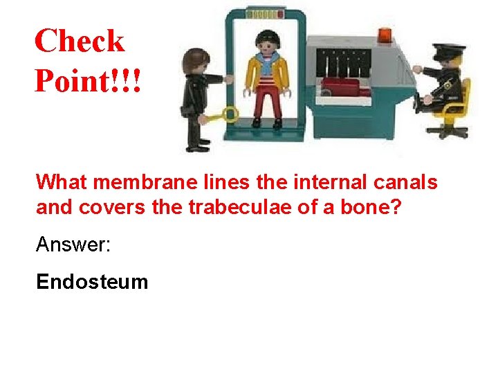 Check Point!!! What membrane lines the internal canals and covers the trabeculae of a