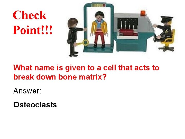 Check Point!!! What name is given to a cell that acts to break down