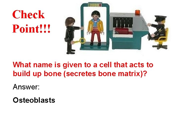 Check Point!!! What name is given to a cell that acts to build up