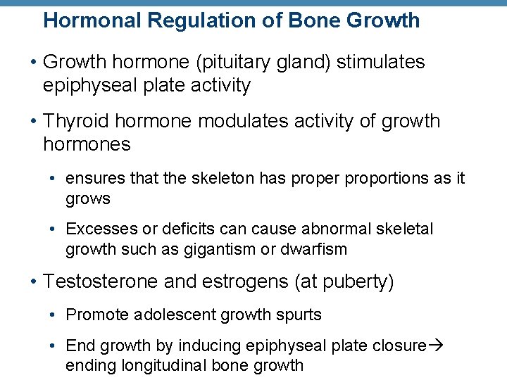 Hormonal Regulation of Bone Growth • Growth hormone (pituitary gland) stimulates epiphyseal plate activity