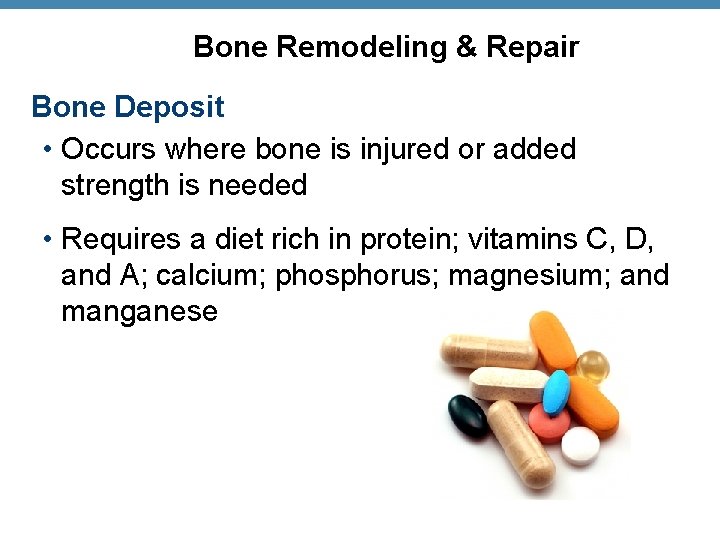 Bone Remodeling & Repair Bone Deposit • Occurs where bone is injured or added