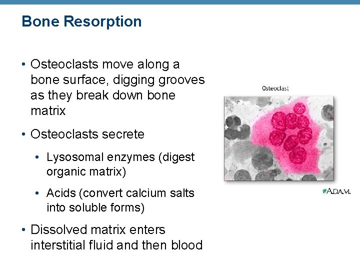 Bone Resorption • Osteoclasts move along a bone surface, digging grooves as they break