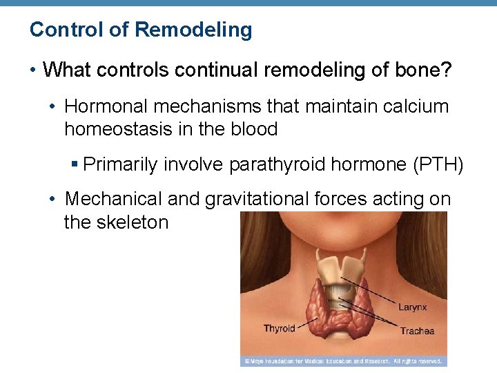 Control of Remodeling • What controls continual remodeling of bone? • Hormonal mechanisms that