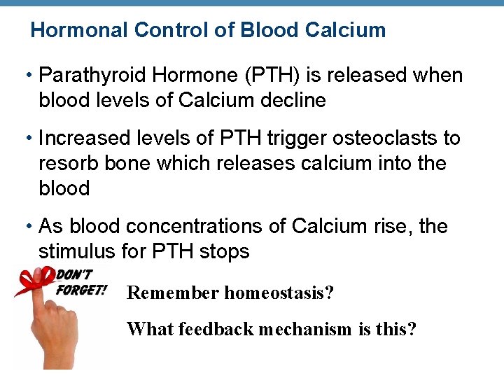 Hormonal Control of Blood Calcium • Parathyroid Hormone (PTH) is released when blood levels