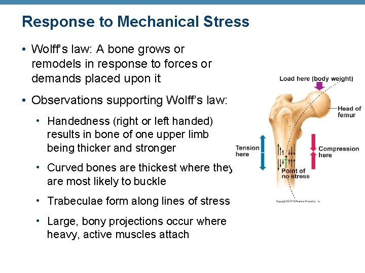 Response to Mechanical Stress • Wolff’s law: A bone grows or remodels in response