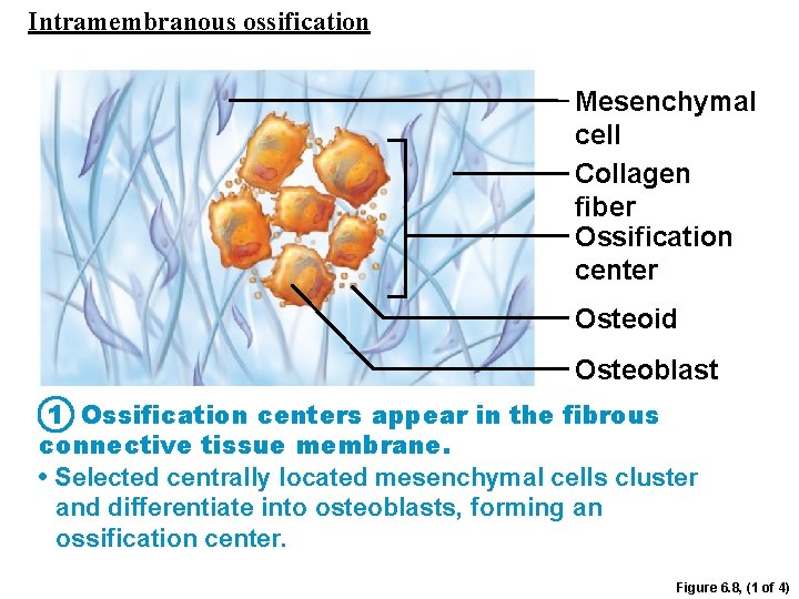 Intramembranous ossification Mesenchymal cell Collagen fiber Ossification center Osteoid Osteoblast 1 Ossification centers appear