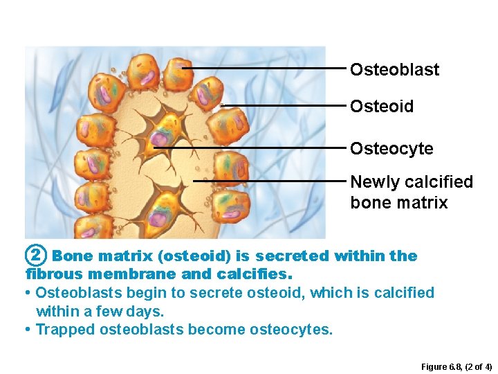 Osteoblast Osteoid Osteocyte Newly calcified bone matrix 2 Bone matrix (osteoid) is secreted within