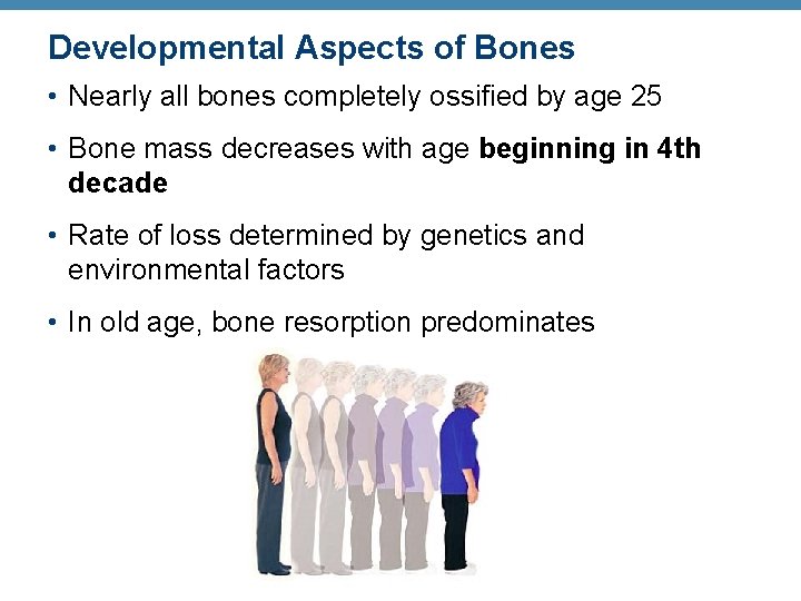 Developmental Aspects of Bones • Nearly all bones completely ossified by age 25 •