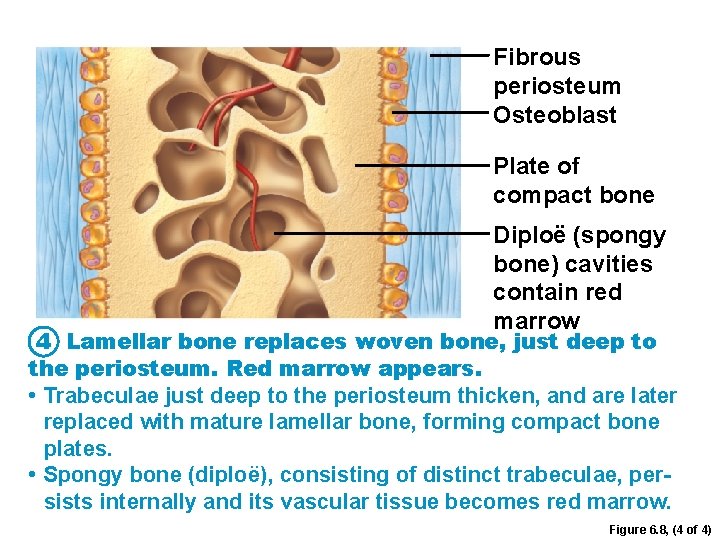 Fibrous periosteum Osteoblast Plate of compact bone Diploë (spongy bone) cavities contain red marrow