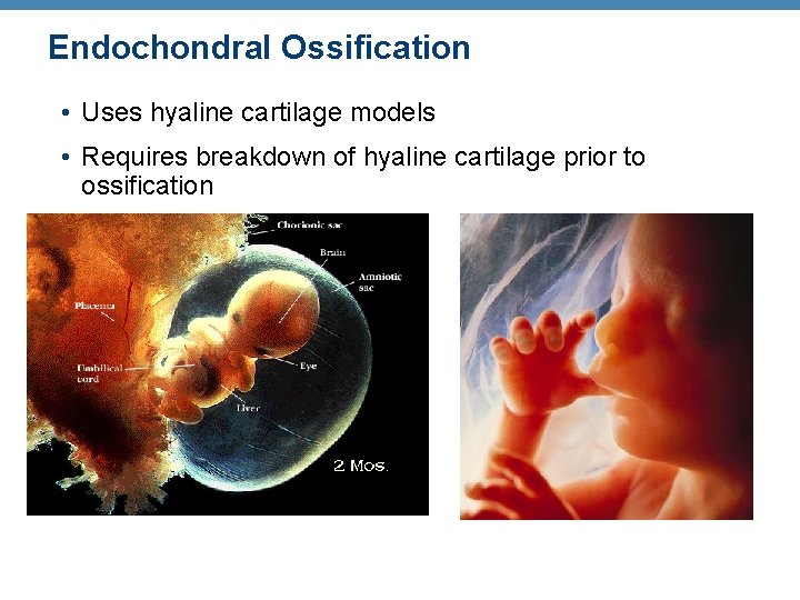 Endochondral Ossification • Uses hyaline cartilage models • Requires breakdown of hyaline cartilage prior