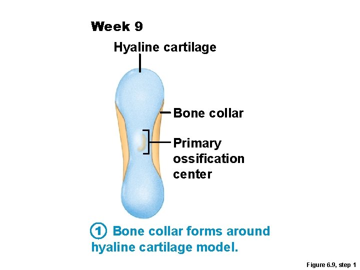 Week 9 Hyaline cartilage Bone collar Primary ossification center 1 Bone collar forms around