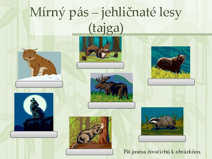 Mírný pás – jehličnaté lesy (tajga) Piš jména živočichů k obrázkům. 