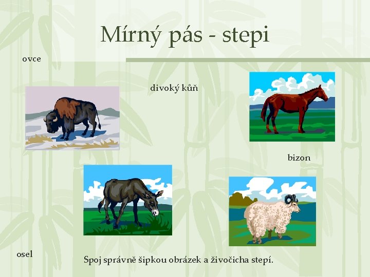 Mírný pás - stepi ovce divoký kůň bizon osel Spoj správně šipkou obrázek a