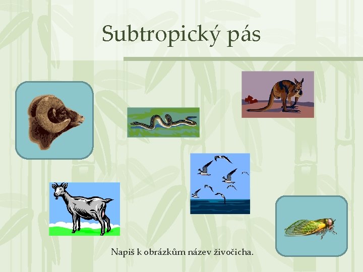 Subtropický pás Napiš k obrázkům název živočicha. 