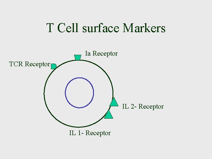 T Cell surface Markers Ia Receptor TCR Receptor IL 2 - Receptor IL 1