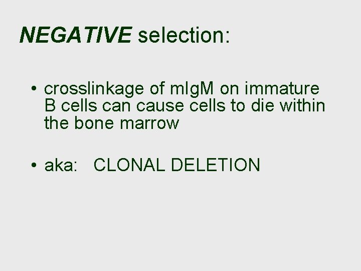 NEGATIVE selection: • crosslinkage of m. Ig. M on immature B cells can cause