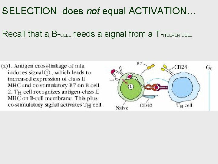 SELECTION does not equal ACTIVATION… Recall that a B-CELL needs a signal from a