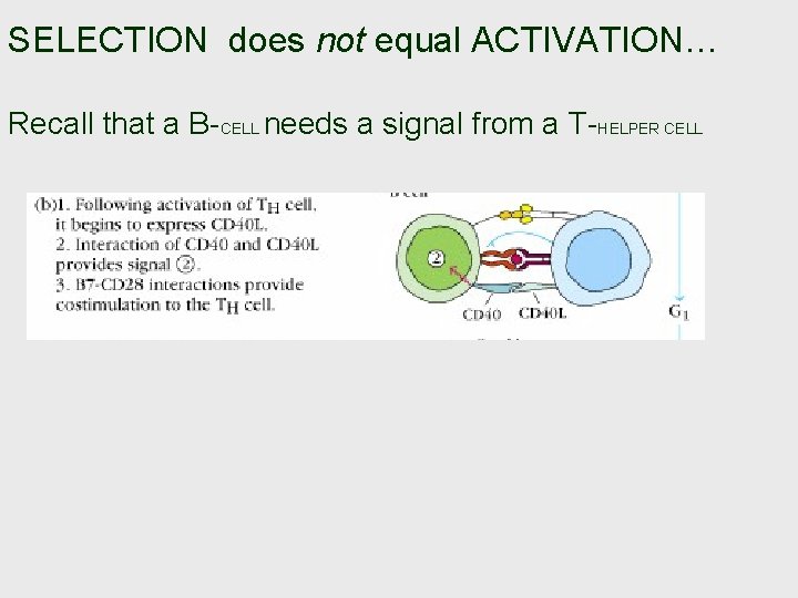 SELECTION does not equal ACTIVATION… Recall that a B-CELL needs a signal from a