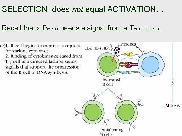 SELECTION does not equal ACTIVATION… Recall that a B-CELL needs a signal from a