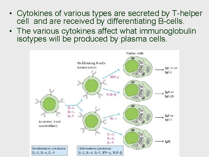  • Cytokines of various types are secreted by T-helper cell and are received