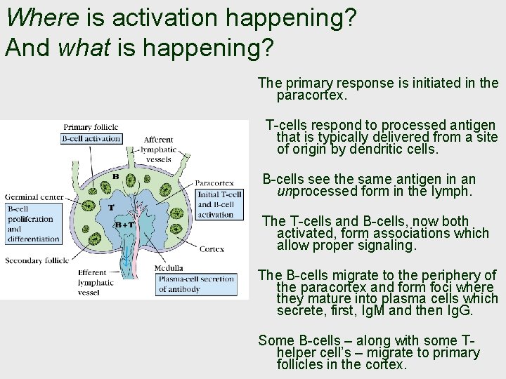 Where is activation happening? And what is happening? The primary response is initiated in