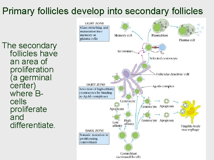 Primary follicles develop into secondary follicles The secondary follicles have an area of proliferation