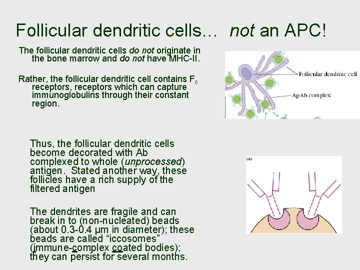 Follicular dendritic cells… not an APC! The follicular dendritic cells do not originate in