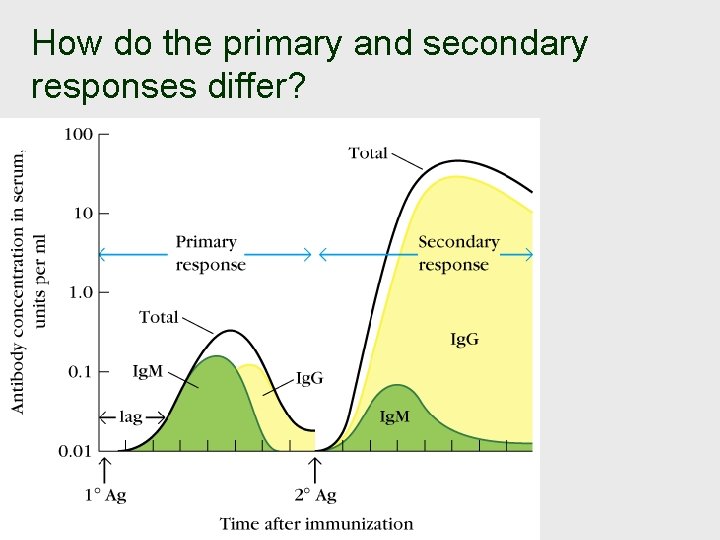 How do the primary and secondary responses differ? 