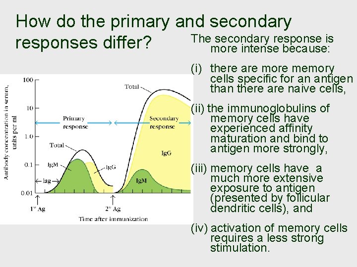 How do the primary and secondary The secondary response is responses differ? more intense