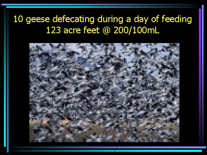 10 geese defecating during a day of feeding 123 acre feet @ 200/100 m.