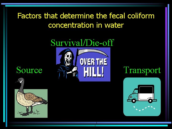 Factors that determine the fecal coliform concentration in water Survival/Die-off Source Transport 