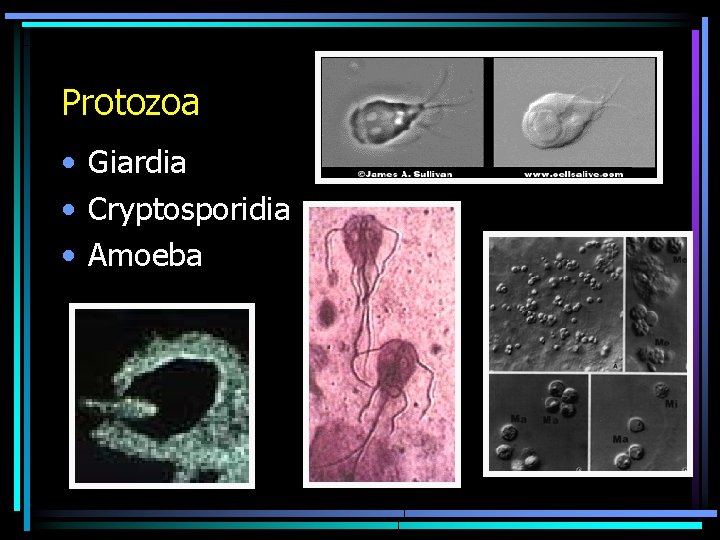 Protozoa • Giardia • Cryptosporidia • Amoeba 